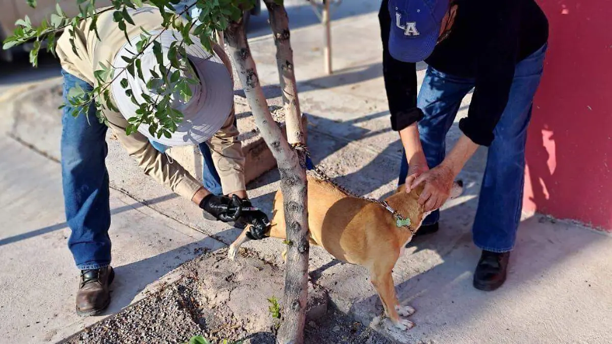 vacuna a perrito